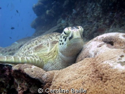 Hawksbill Turtle sitting on the reef by Caroline Baille 
